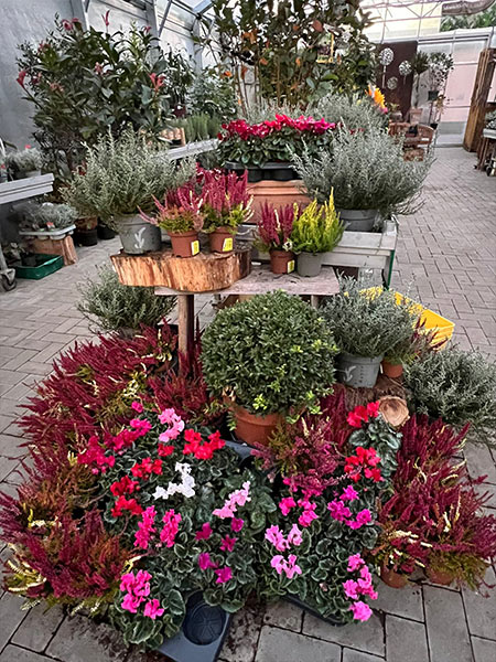 2024-Herbst-004 Herbst
